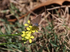 Zizina otis labradus