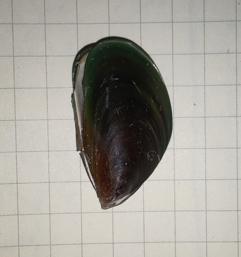 Perna viridis observed 2026-10-20
