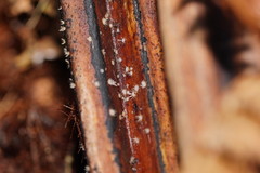 Hispidula dicksoniae