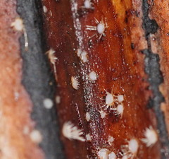 Hispidula dicksoniae