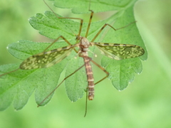 Epiphragma ocellare