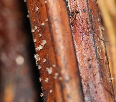 Hispidula dicksoniae