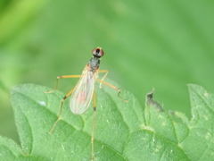 Neria commutata