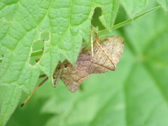 Coreus marginatus