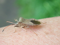 Coreus marginatus