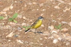 Motacilla flava iberiae