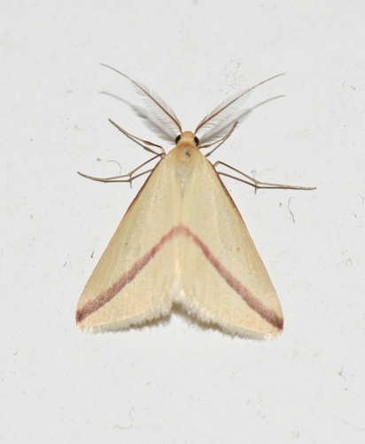 Vestal