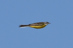 Motacilla flava iberiae