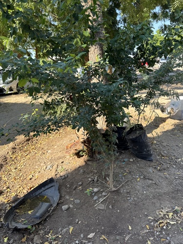 Pithecellobium dulce observed 2026-10-20