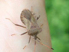 Coreus marginatus