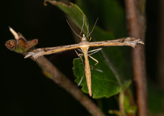 Stenoptilia