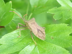 Coreus marginatus