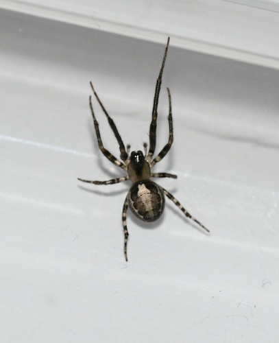 Silver-sided Sector Spider