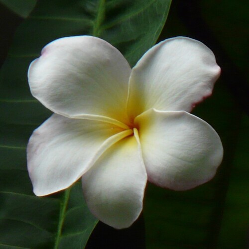 Plumeria rubra forma acutifolia (Poir.) Woodson