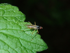 Neria commutata