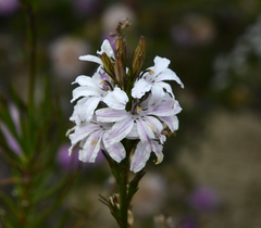 Goodenia scapigera