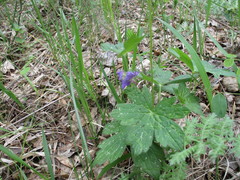Geranium platyanthum