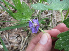 Geranium platyanthum