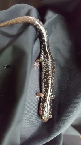 Plethodon caddoensis