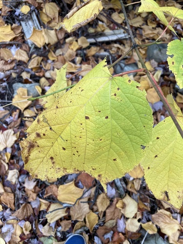 Mountain Maple
