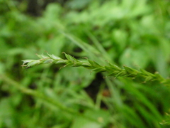 Carex strigosa