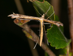 Stenoptilia