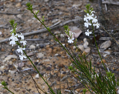 Goodenia scapigera