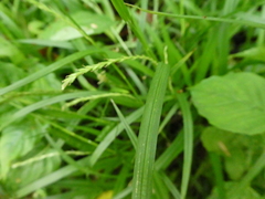 Carex strigosa
