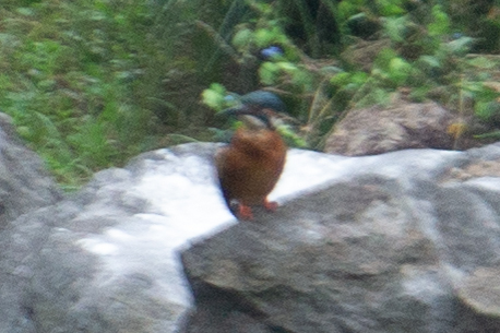 Common Kingfisher
