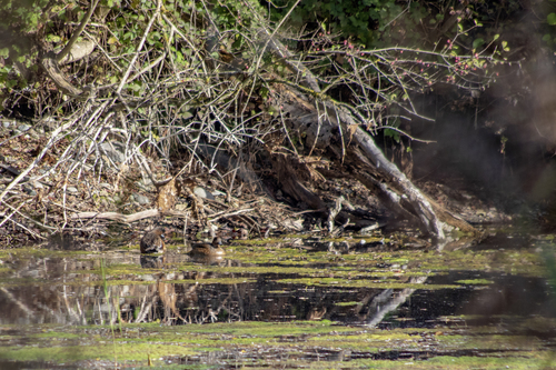 Eurasian Wigeon