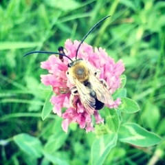 Eucera longicornis