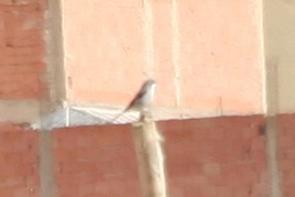 iNaturalist image