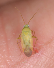 Megalocoleus molliculus