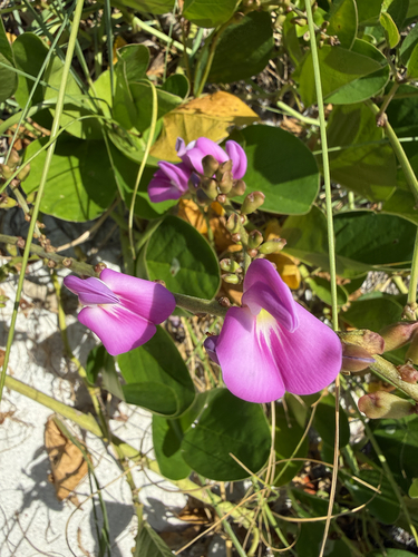 Canavalia rosea observed 2026-10-19