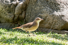 Furnarius rufus