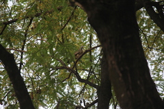 Geopelia striata