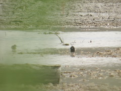 Chlidonias leucopterus