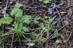 Ranunculus franchetii