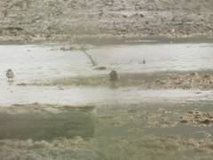 Chlidonias leucopterus