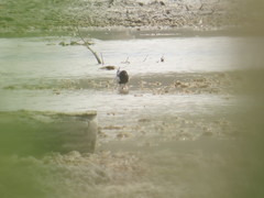 Chlidonias leucopterus