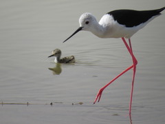 Himantopus himantopus