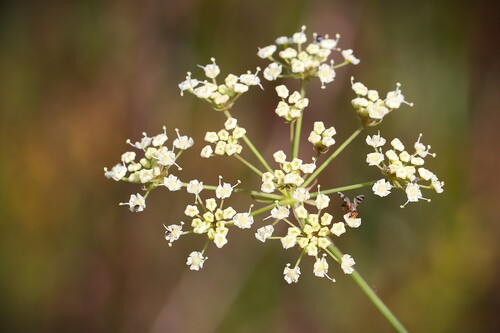 Tiedemannia filiformis, 2026-10-18