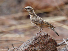 Galerida modesta