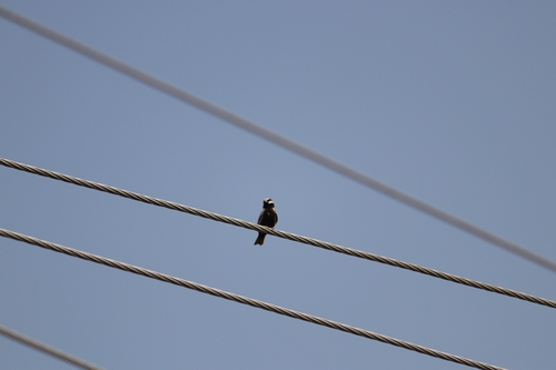 Ashy-crowned Sparrow-Lark