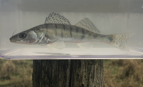 Zander, Dreumel, Gelderland, NL, photo 9 of 10