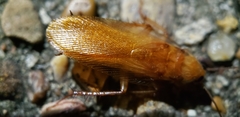 Shelfordella lateralis
