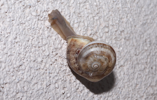 Chocolate-band Snail
