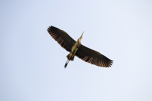 Grey Heron