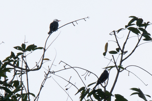 Black Bulbul