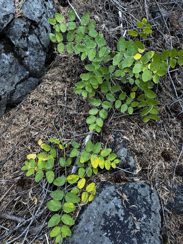 Apocynum androsaemifolium observed 2026-10-15